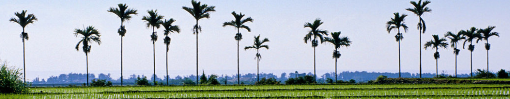 Quarra Rice